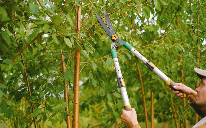Tree trimming in Wellsburg, IA